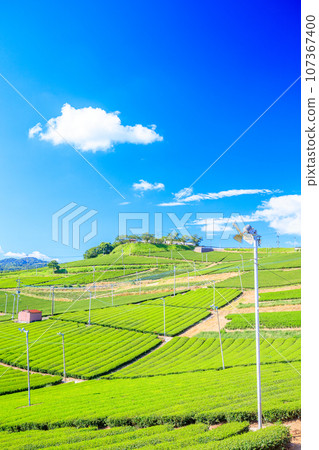 Summer Yame Chuo Tea Garden Yame City, Fukuoka Prefecture 107367400