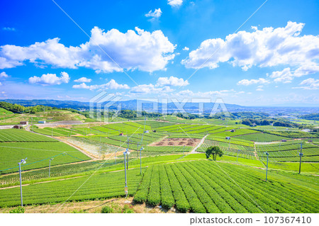 Summer Yame Chuo Tea Garden Yame City, Fukuoka Prefecture Summer Yame Chuo Tea Garden Yame City, Fukuoka Prefecture 107367410