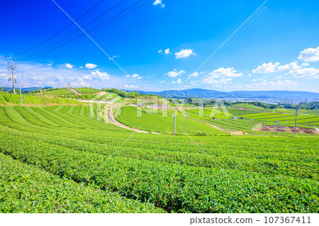 Summer Yame Chuo Tea Garden Yame City, Fukuoka Prefecture 107367411