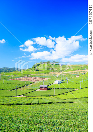 Summer Yame Chuo Tea Garden Yame City, Fukuoka Prefecture 107367412