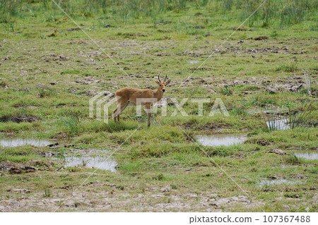 Male Bohor Reedbuck on African savanna at Amboseli National Park in Kenya 107367488