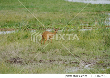 Female Bohor Reedbuck on African savanna at Amboseli National Park in Kenya 107367489