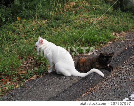 像姊妹一樣親密的貓 107367957