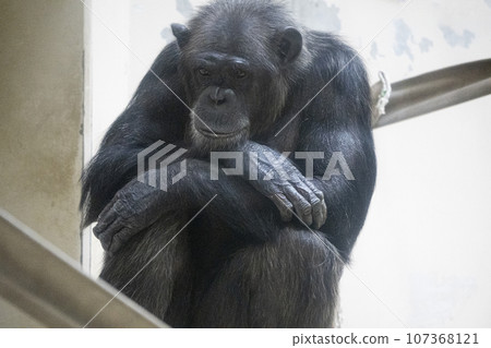 Chimpanzee indulging in thought 107368121