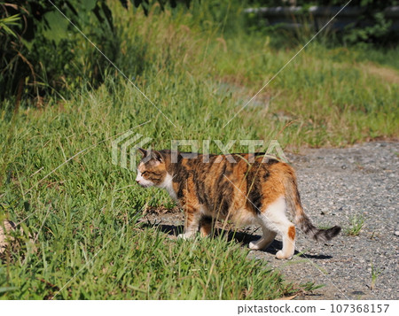 Cat to take a nap Cat to take a nap 107368157