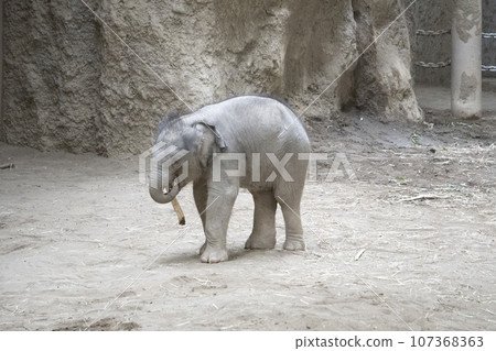 小像玩棍子 107368363