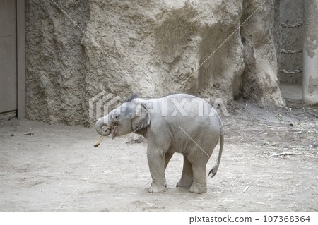 小像玩棍子 107368364