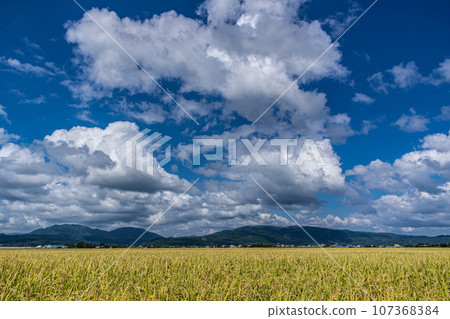 Ono plains with ripe rice harvest 107368384