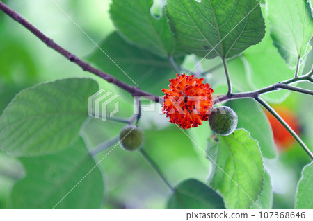Close-up on a paper mulberry 107368646
