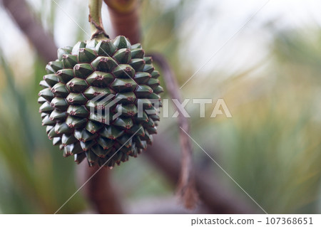 Close-up on a Common screwpine 107368651