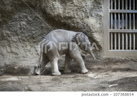 Child elephant Child elephant 107368654