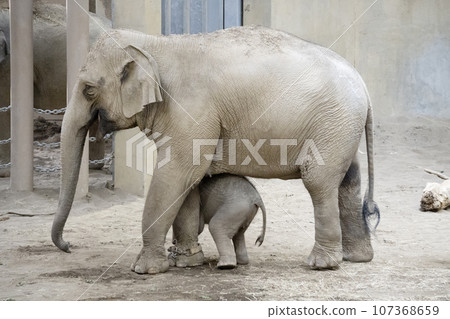 Mother elephant and baby elephant cuddling Mother elephant and baby elephant cuddling 107368659