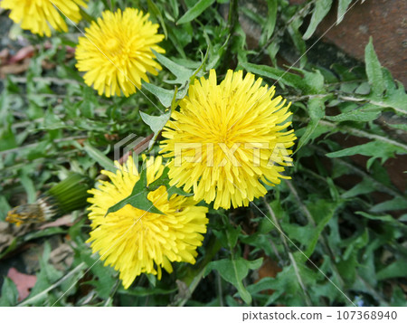 預示春天到來的蒲公英花 107368940
