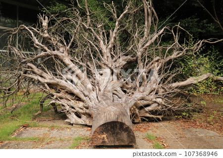 樹樁， Momjibafou 的大雞巴 107368946