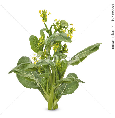 False Pakchoi isolated on white background False Pakchoi isolated on white background 107369094