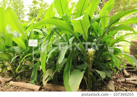 Curcuma Curcuma 107369205