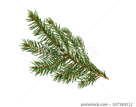 Fir tree branch on white. Christmas fir. 107369312