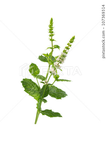 Mint  flower on white 107369314