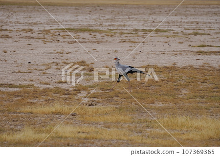 Secretarybird on African savanna at Amboseli National Park in Kenya 107369365