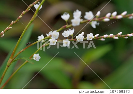 Sakuratade's flower 107369373