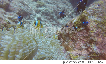 小丑魚和雀鯛共生 小丑魚和雀鯛共生 107369657