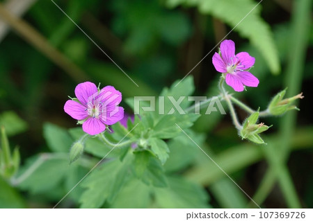 Cranesbill花 107369726