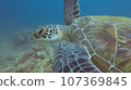 A sea turtle with a sharp face swimming gracefully 107369845