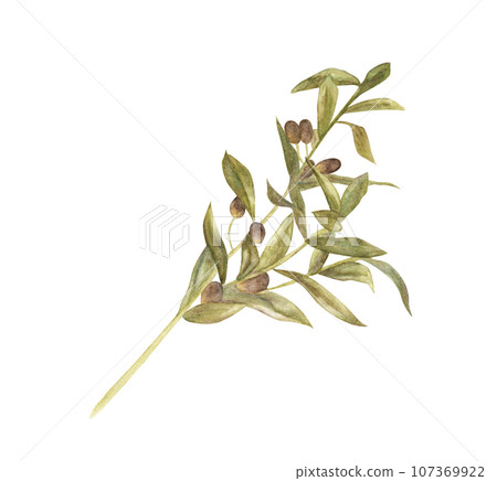 Olive branch. Watercolor illustration. Olive branch. Watercolor illustration. 107369922