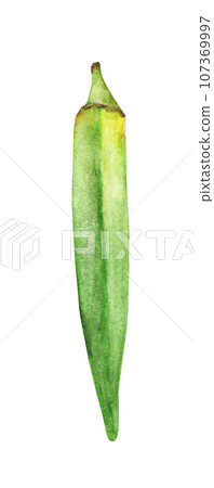 Watercolor illustrations of fresh okra or green roselle 107369997