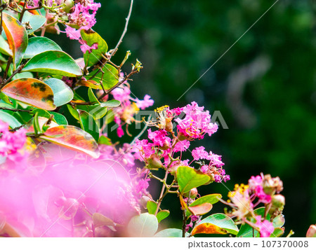 Summer flowering tree, crape myrtle in full bloom 107370008