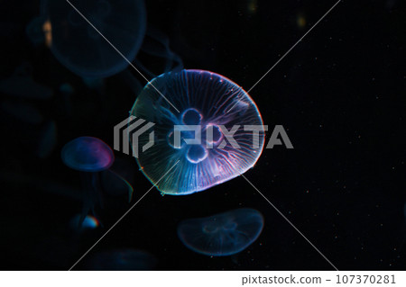 jellyfish  107370281