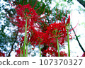 Higanki花和樹 107370327