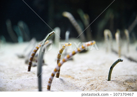 Garden eels and Japanese moray eels Garden eels and Japanese moray eels 107370467