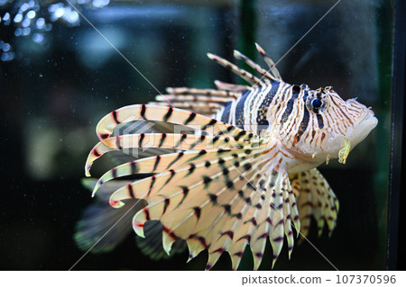 Lionfish 107370596