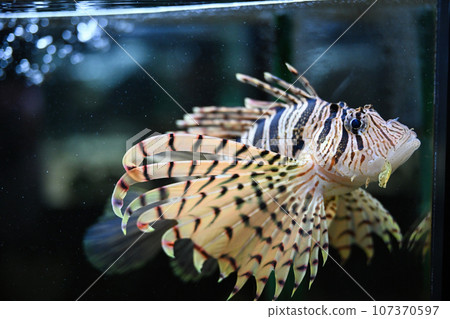 Lionfish 107370597