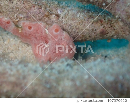 粉紅青蛙鮟鱇魚躺在沙灘上 107370620