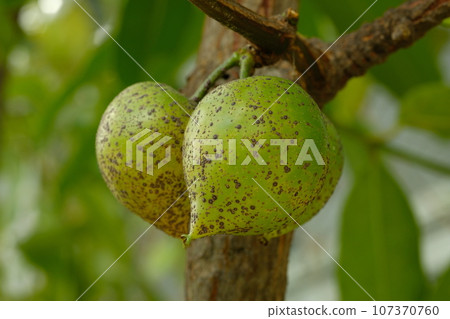 Eggplant fruit Eggplant fruit 107370760