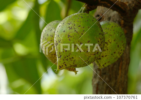 茄子果實 茄子果實 107370761