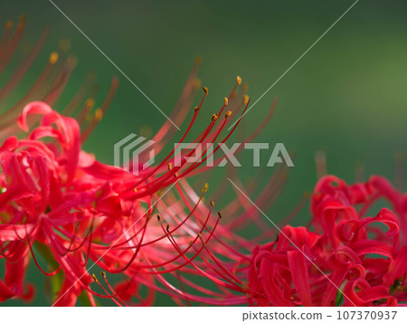 Crimson higambana Crimson higambana 107370937