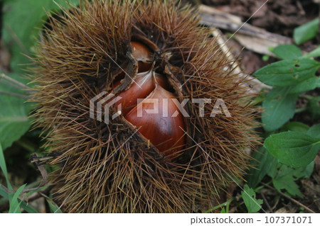 栗子殼破了 107371071