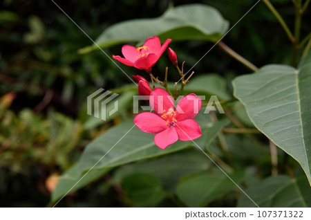 Nanoyo Zakura 107371322