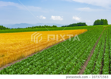 [北海道]修實之丘 初夏的山景與廣闊的麥田 107371563