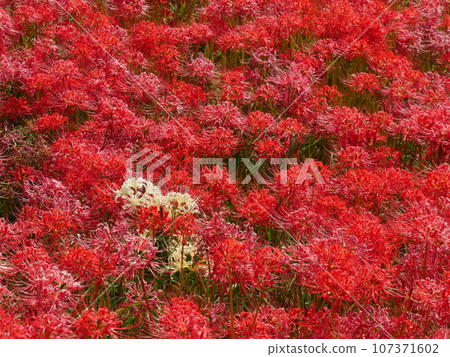 Cluster amaryllis of Aizuma Onagawa in Toyota City, Aichi Prefecture Cluster amaryllis of Aizuma Onagawa in Toyota City, Aichi Prefecture 107371602