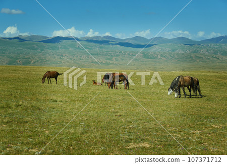 Son Kul mountain lake 107371712