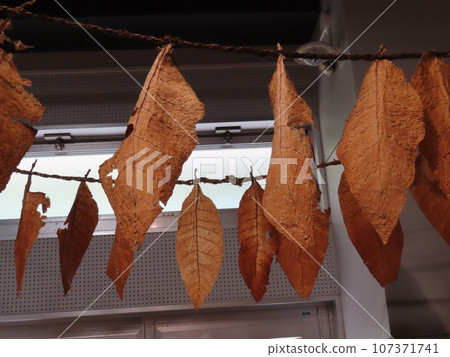 菸葉，以前在農場種煙的老農民的生活 107371741