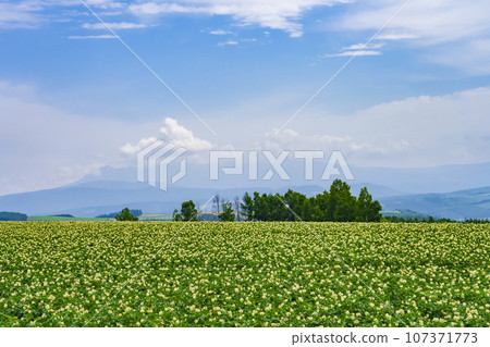 夏日藍天白雲中綻放的馬鈴薯田（秋住之丘） 107371773