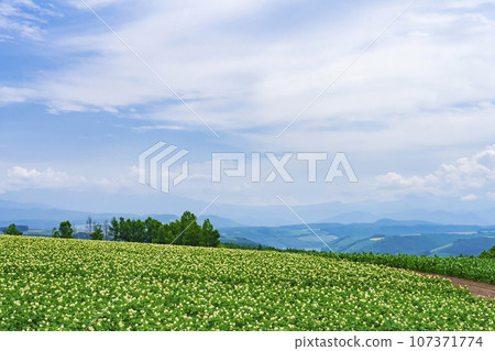 夏日藍天白雲中綻放的馬鈴薯田(秋住之丘) 夏日藍天白雲中綻放的馬鈴薯田(秋住之丘) 107371774