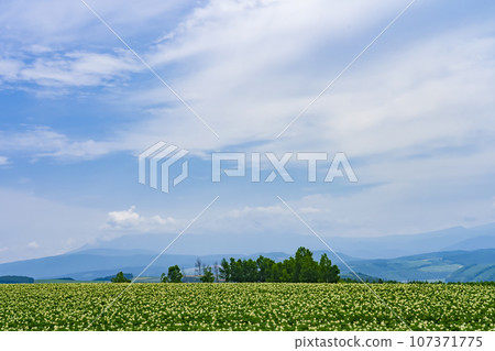 夏日藍天白雲中綻放的馬鈴薯田（秋住之丘） 107371775