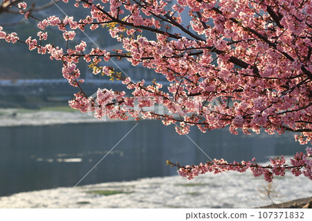 Kawazu cherry blossoms blooming along the river 107371832