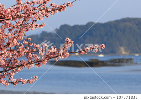 Kawazu cherry blossoms blooming along the river 107371833